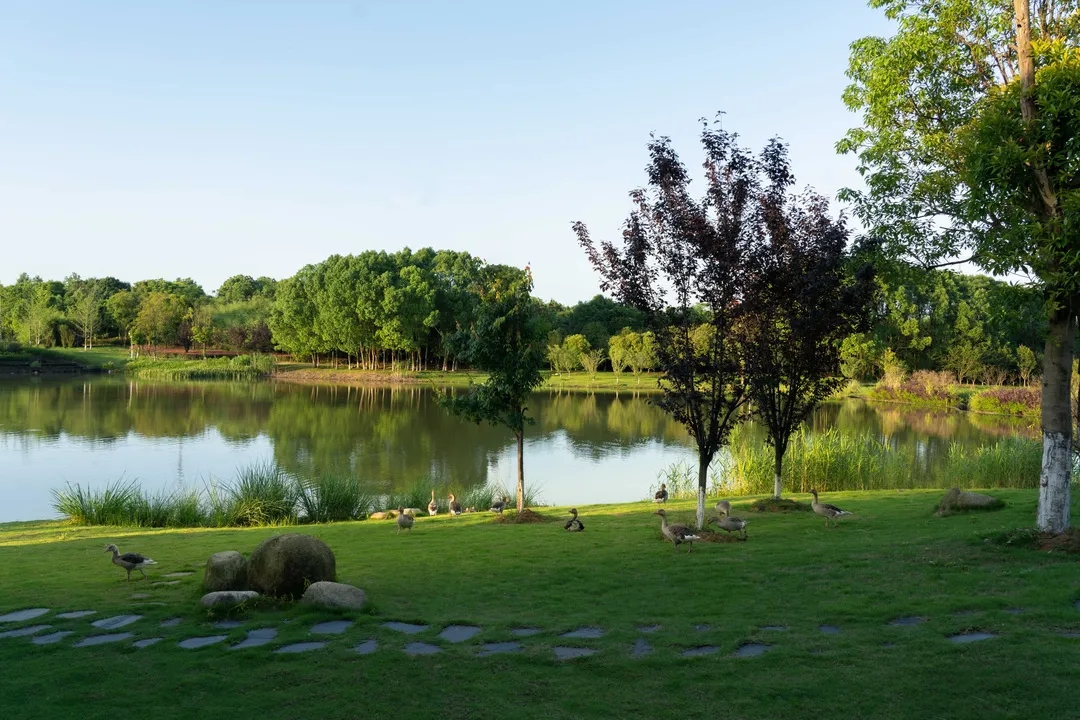 项目展示 | 仙鹤湖湿地园